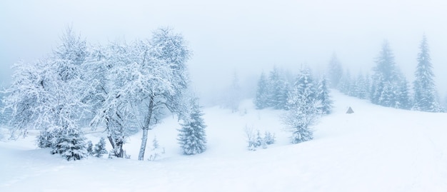 Beau paysage d'hiver avec des arbres couverts de neige Montagnes d'hiver