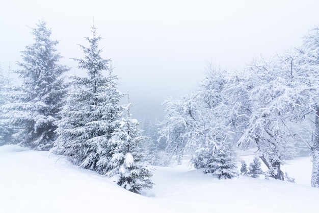 Beau paysage d'hiver avec des arbres couverts de neige Montagnes d'hiver