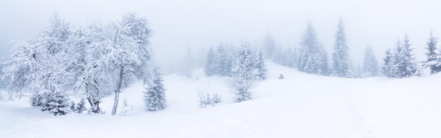 Beau paysage d'hiver avec des arbres couverts de neige Montagnes d'hiver