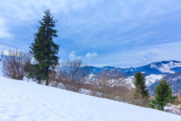 Beau paysage d'hiver avec des arbres couverts de neige Montagnes d'hiver