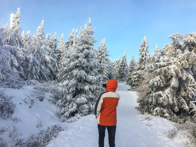 Beau paysage d'hiver avec des arbres couverts de neige sur un mur de ciel bleu