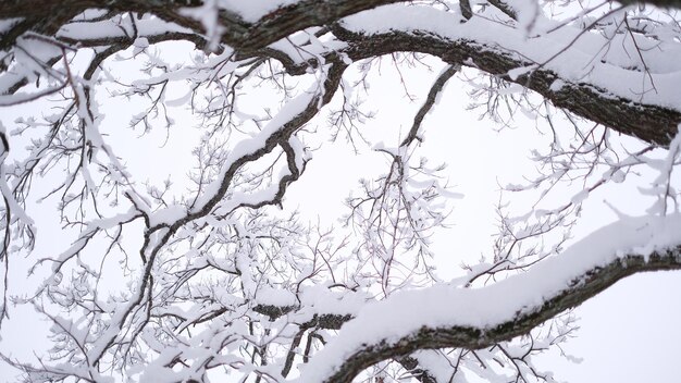 Beau paysage d'hiver avec des arbres couverts de neige Vidéo horizontale