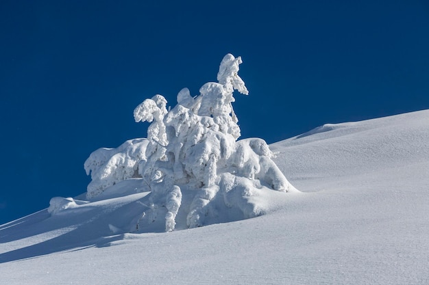 Beau paysage d&#39;hiver avec des arbres couverts de neige