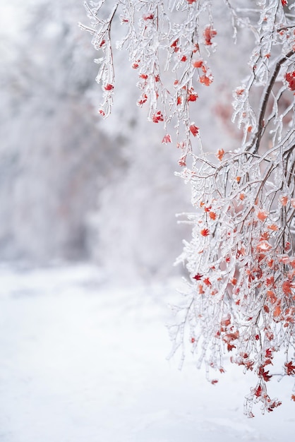 Photo beau paysage d'hiver avec des arbres couverts de neige