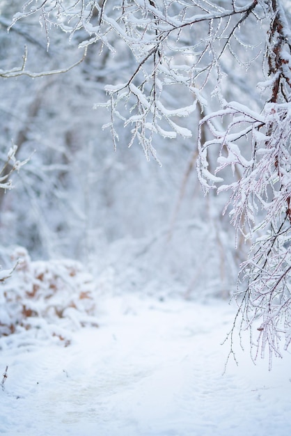 Beau paysage d'hiver avec des arbres couverts de neige