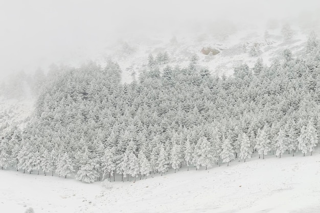 Beau paysage d'hiver avec des arbres couverts de neige.