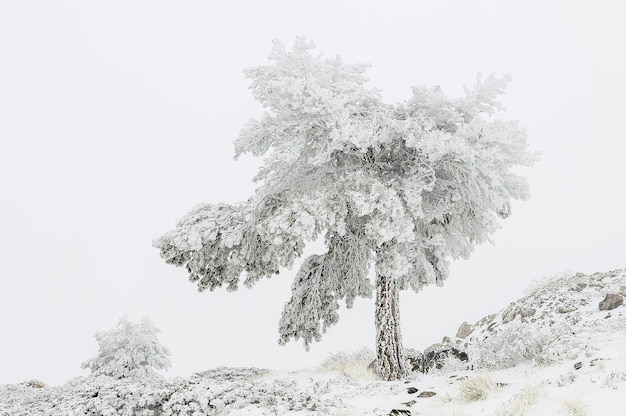 Beau paysage d'hiver avec des arbres couverts de neige.