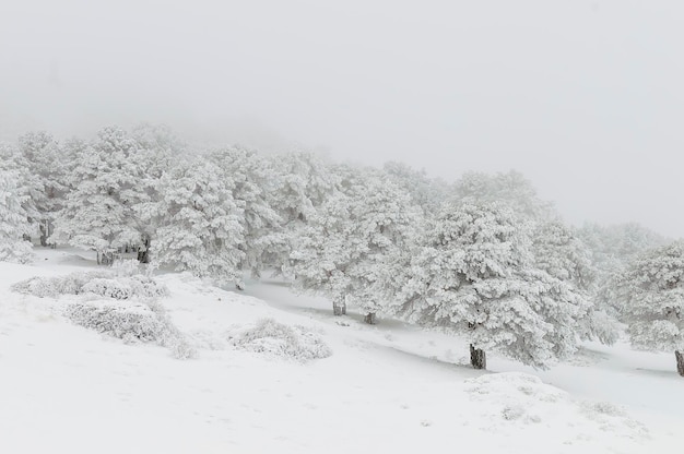 Beau paysage d'hiver avec des arbres couverts de neige.