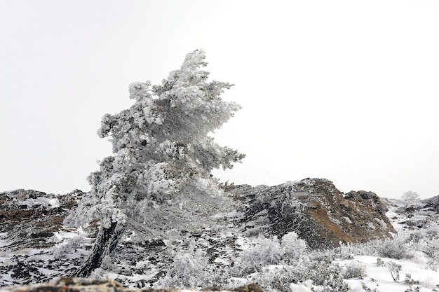 Beau paysage d'hiver avec des arbres couverts de neige.