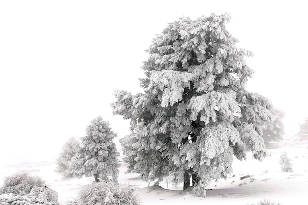 Beau paysage d'hiver avec des arbres couverts de neige.