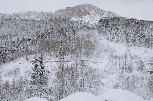 Beau paysage d&#39;hiver avec des arbres couverts de neige