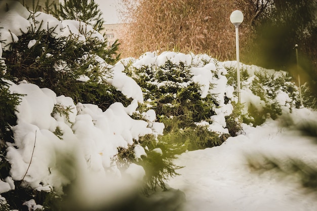 Beau paysage d&#39;hiver avec des arbres couverts de neige