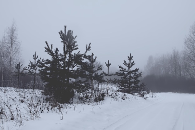 Beau paysage d'hiver avec des arbres dans la neige en campagne