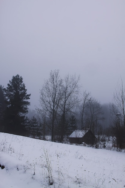 Beau paysage d'hiver avec des arbres dans la neige en campagne