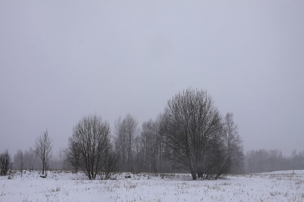 Beau paysage d'hiver avec des arbres dans la neige en campagne