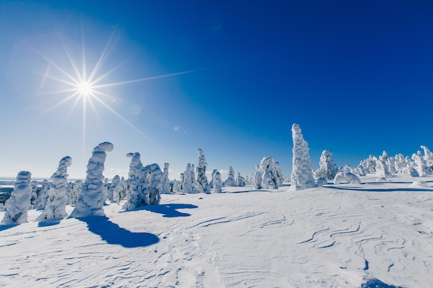 Beau paysage d'hiver avec des arbres enneigés en Laponie Finlande Forêt gelée en hiver Arbres couverts de glace et de neige en Scandinavie