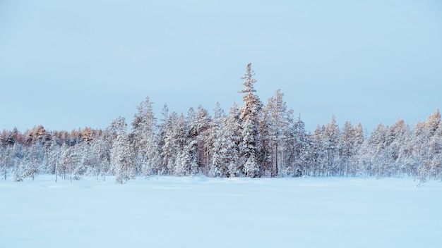 Beau paysage d'hiver avec des arbres recouverts de givre