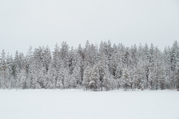 Beau paysage d'hiver avec des arbres recouverts de givre