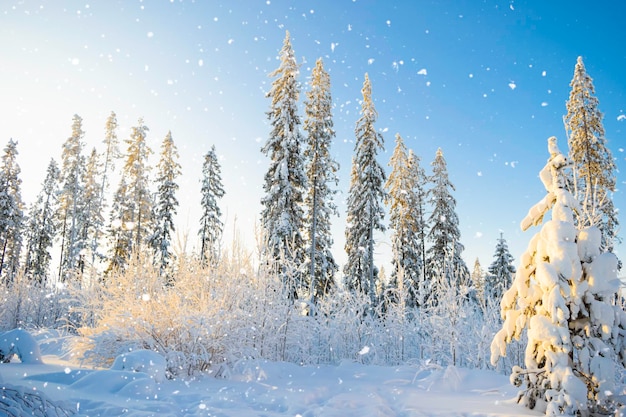 Beau paysage d'hiver atmosphérique. Arbres couverts de neige dans la forêt avec des chutes de neige au soleil. Fond de nature hiver.