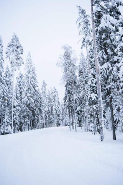 Beau paysage d'hiver atmosphérique. Arbres couverts de neige dans la forêt. Fond de nature hiver.