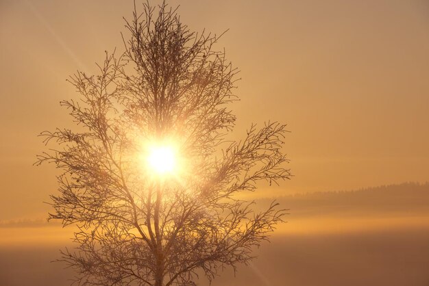 Beau paysage d'hiver avec brouillard pendant le coucher du soleil sur le champ couvert de neige avec arbre