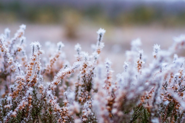 Beau paysage d'hiver, bruyère gelée sous givre