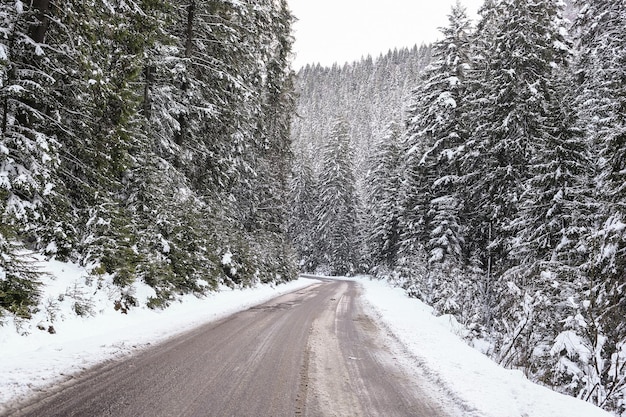 Beau paysage d'hiver couvert de neige d'épinette temps ensoleillé