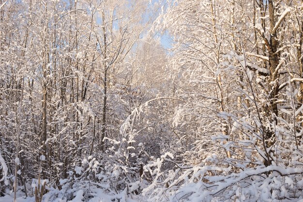 Beau paysage d'hiver dans le parc enneigé.