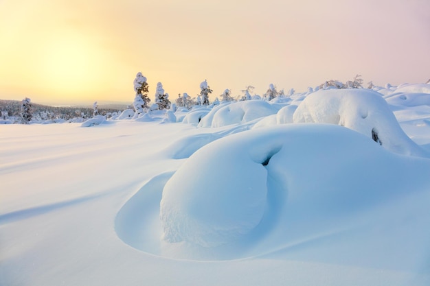 Beau paysage d'hiver du Nord coucher de soleil couvert de pins et de grands bancs de neige