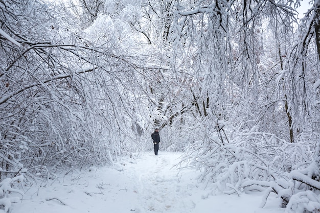 Beau paysage d'hiver enneigé dans le parc