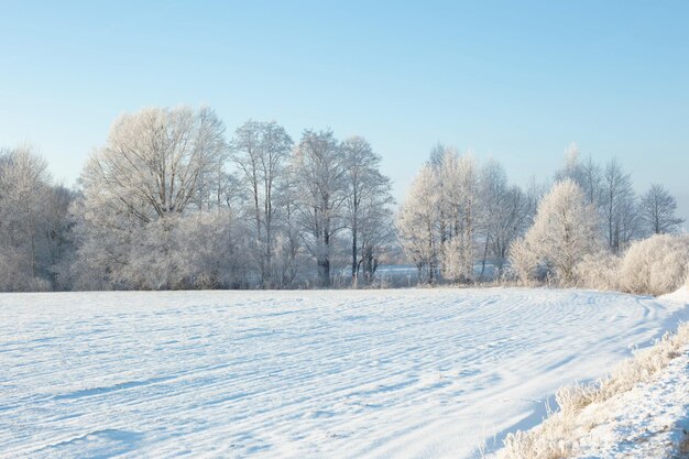 Beau paysage d'hiver ensoleillé avec givre