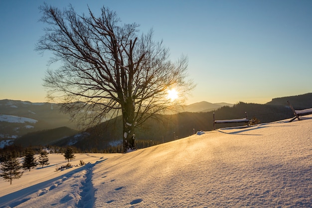 Beau paysage d'hiver ensoleillé