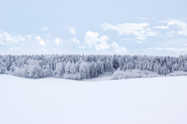 Beau paysage d'hiver avec forêt, arbres