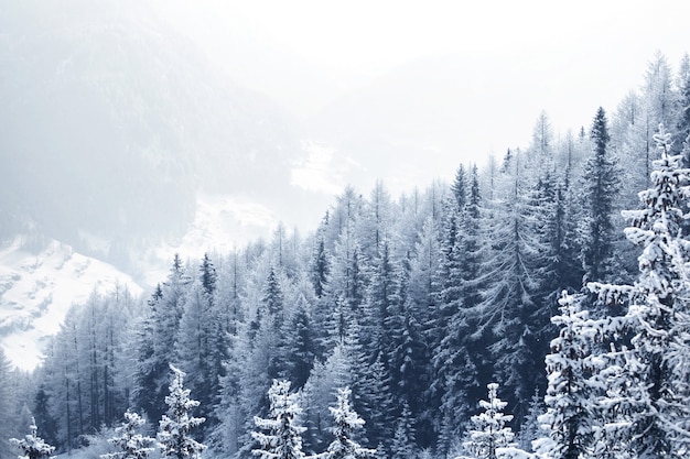 Beau paysage d'hiver avec forêt de montagne couverte de neige