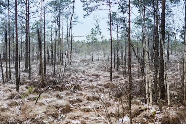 Beau paysage d'hiver, givre sur un marais