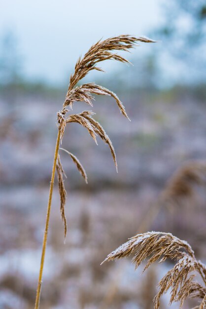 Beau paysage d'hiver, herbe gelée, arrière-plan