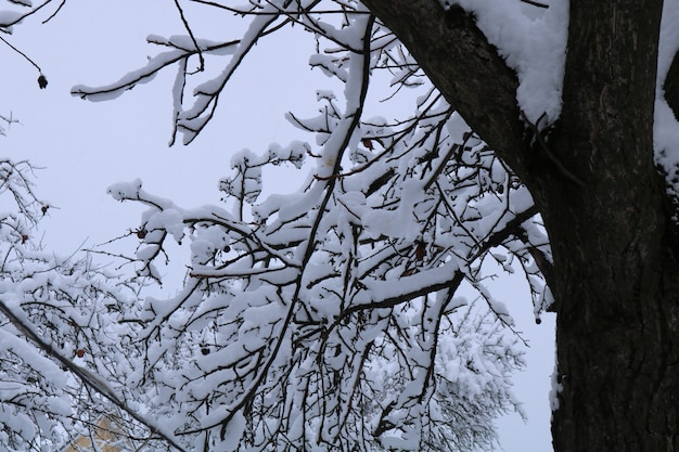 Beau paysage d&#39;hiver avec de la neige sur les arbres