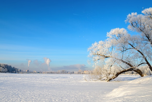 Beau paysage d'hiver avec de la neige. Les branches des arbres sont magnifiquement couvertes de neige.