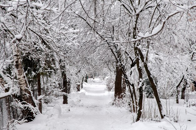 Beau paysage d'hiver avec de la neige