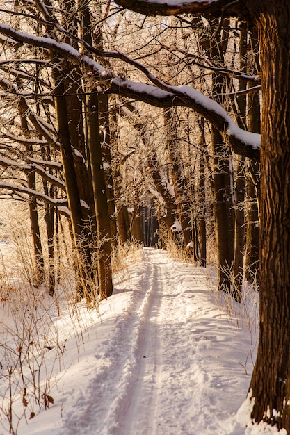 Photo beau paysage d'hiver. route enneigée dans la forêt d'hiver blanche sur la lumière du coucher du soleil orange