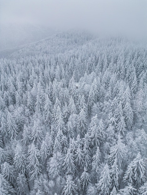 Beau paysage d'hiver avec des sapins couverts de neige au jour de neige et de brouillard