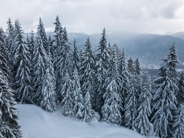 Beau paysage d'hiver avec des sapins couverts de neige au jour de neige et de brouillard