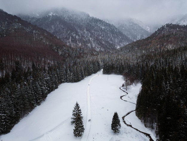 Beau paysage d'hiver avec des sapins couverts de neige au jour de neige et de brouillard