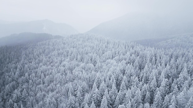 Beau paysage d'hiver avec des sapins enneigés lors d'une vidéo de drone enneigée et brumeuse