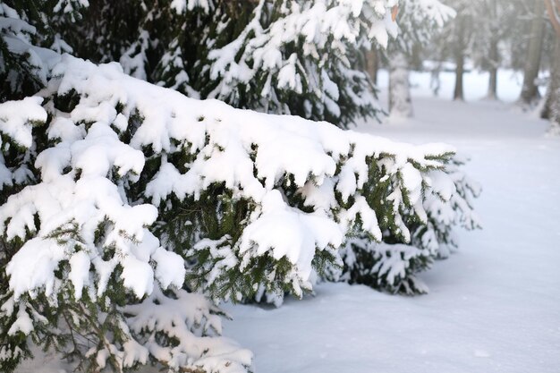 Beau paysage d'hiver avec des sapins recouverts de vidéo horizontale de neige