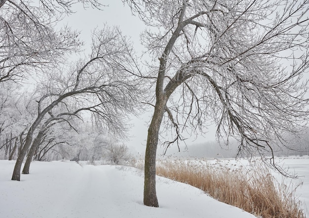 Beau paysage d'hiver