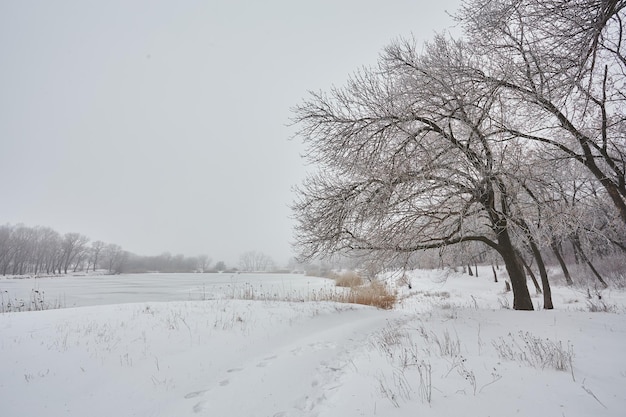 Beau paysage d'hiver