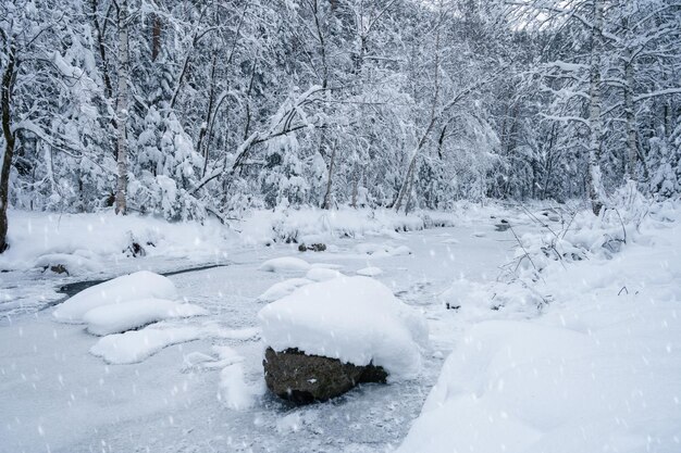 Beau paysage hivernal avec de beaux arbres et une rivière sous la neige