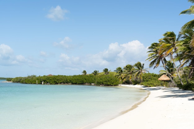 Photo beau paysage de l'île de contoy au mexique au bord de la mer avec des eaux transparentes et entouré de palmiers et de végétation