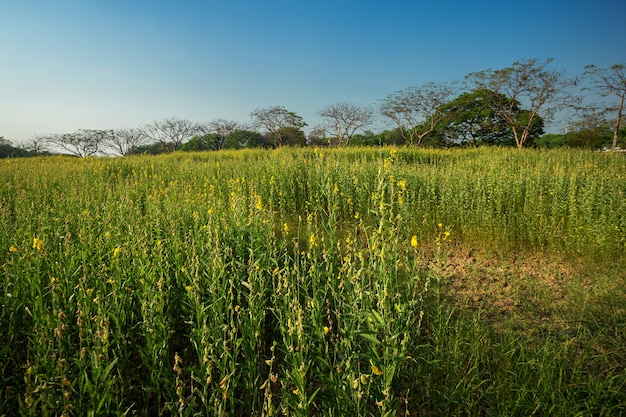 Beau paysage jaune Sunhemp fleurs champ avec fond de coucher de soleil à Phitsanulok, Th